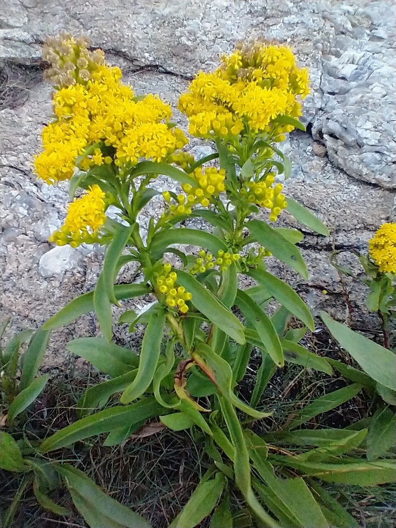 Seaside Goldenrod photo 2