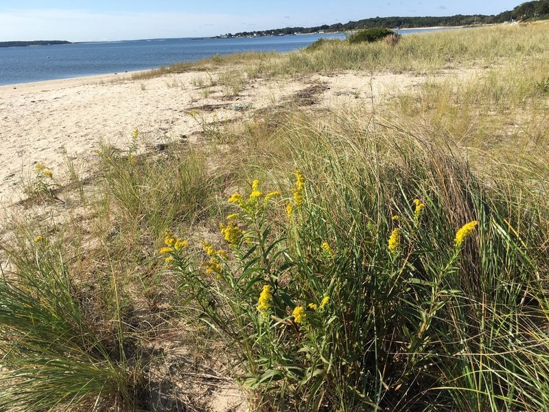 Seaside Goldenrod photo 4