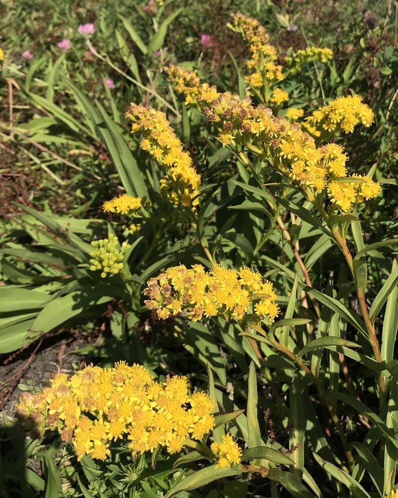 Seaside Goldenrod photo 5