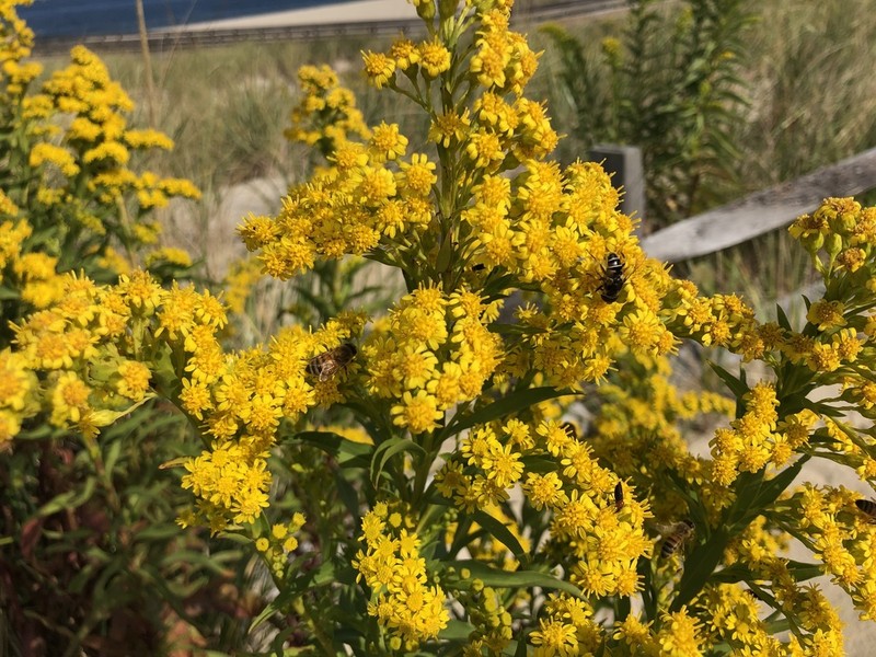 Seaside Goldenrod photo 6
