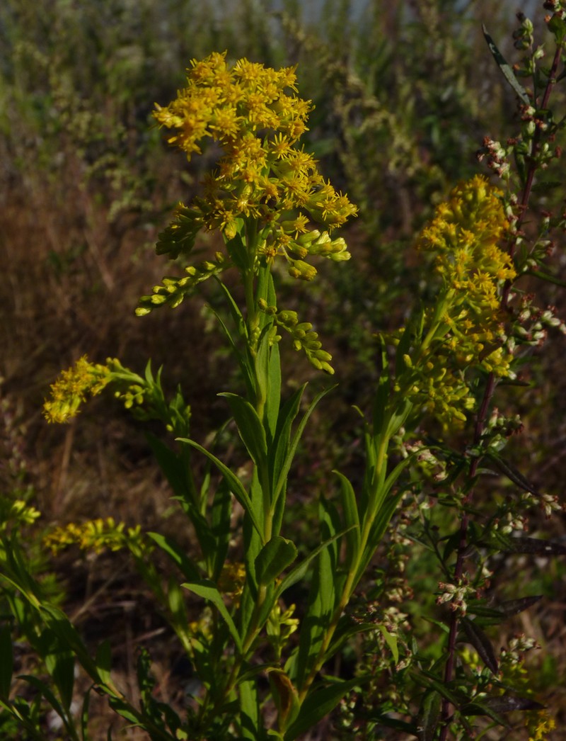 Seaside Goldenrod photo 7