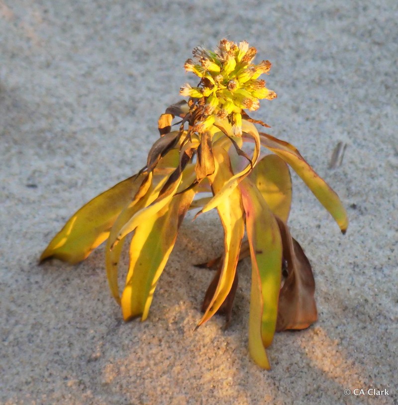 Seaside Goldenrod photo 8