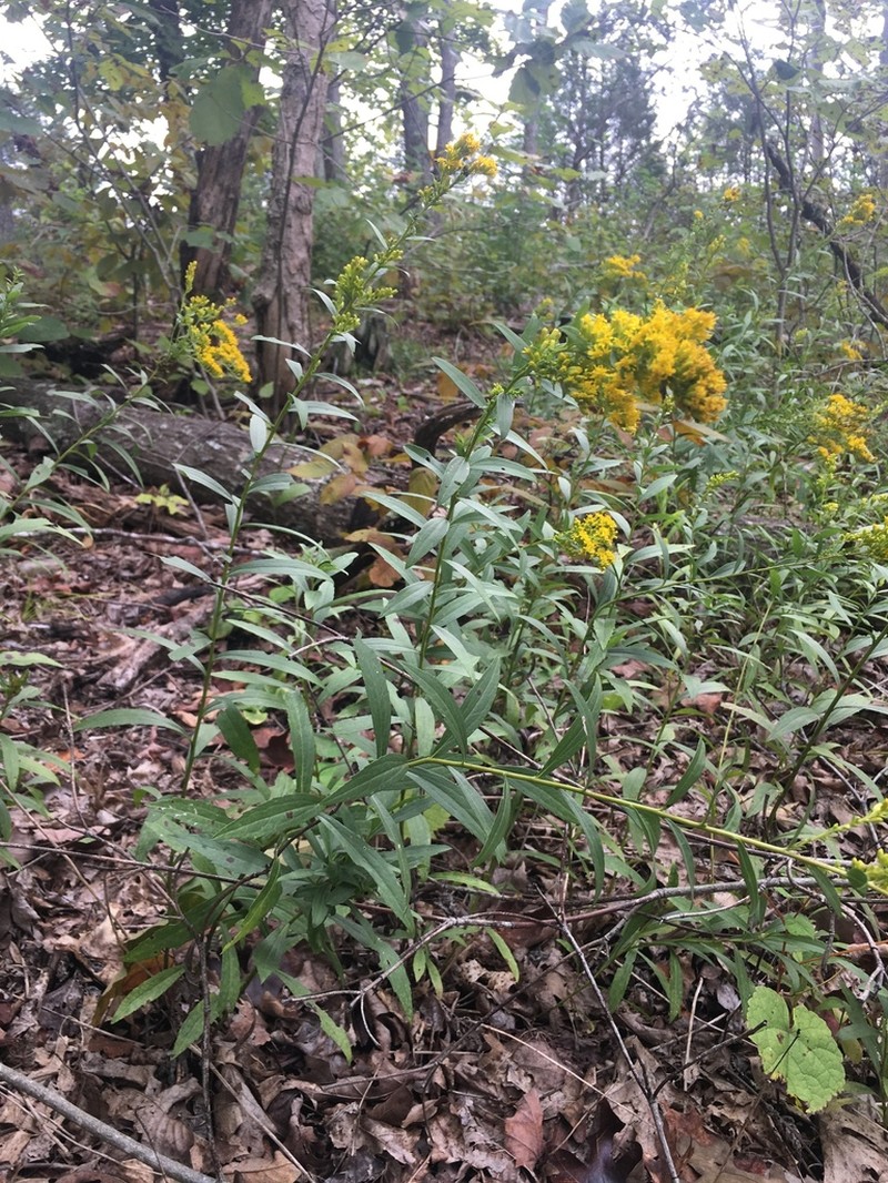 Short's Goldenrod photo 2