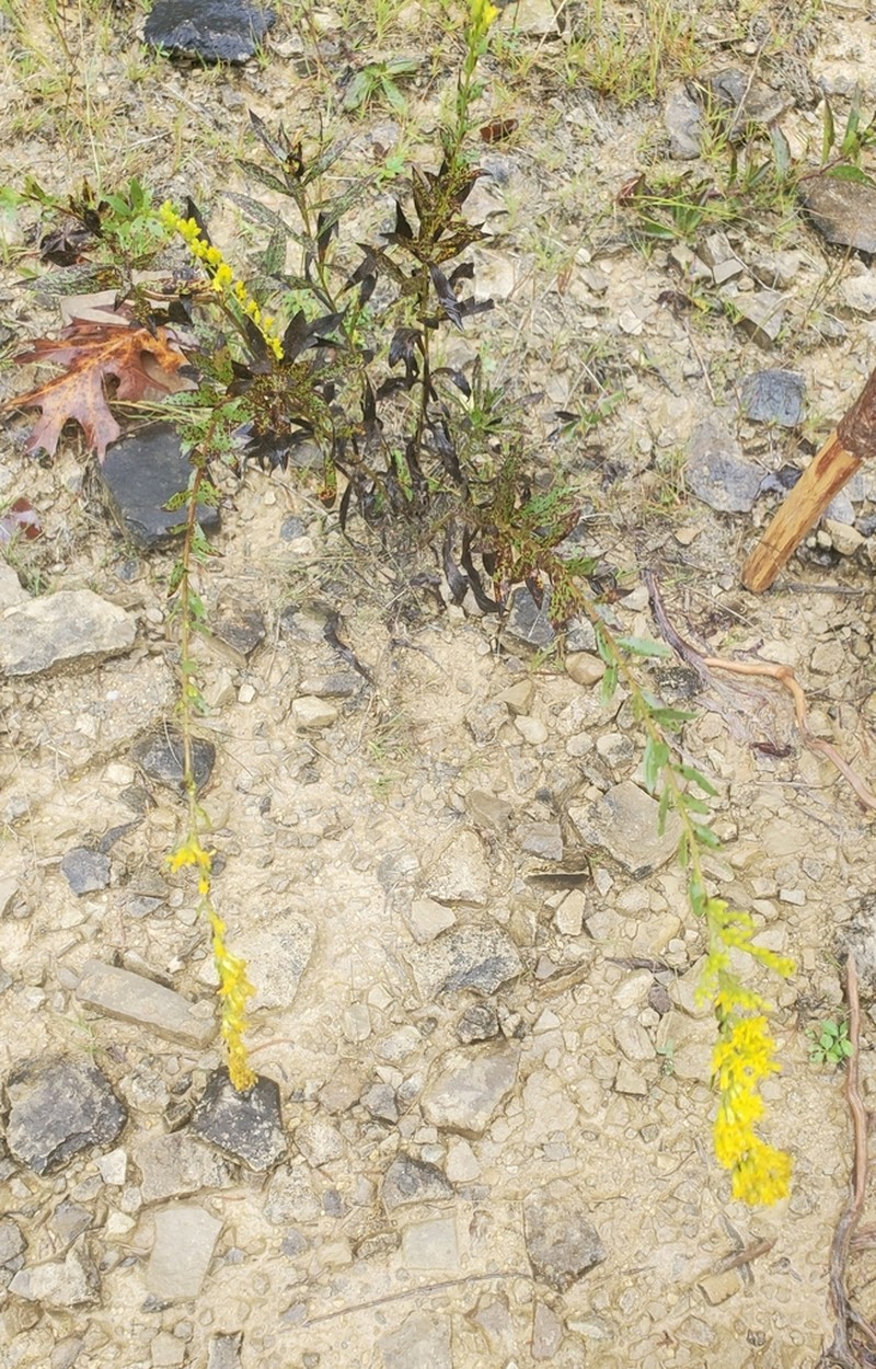 Short's Goldenrod photo 3