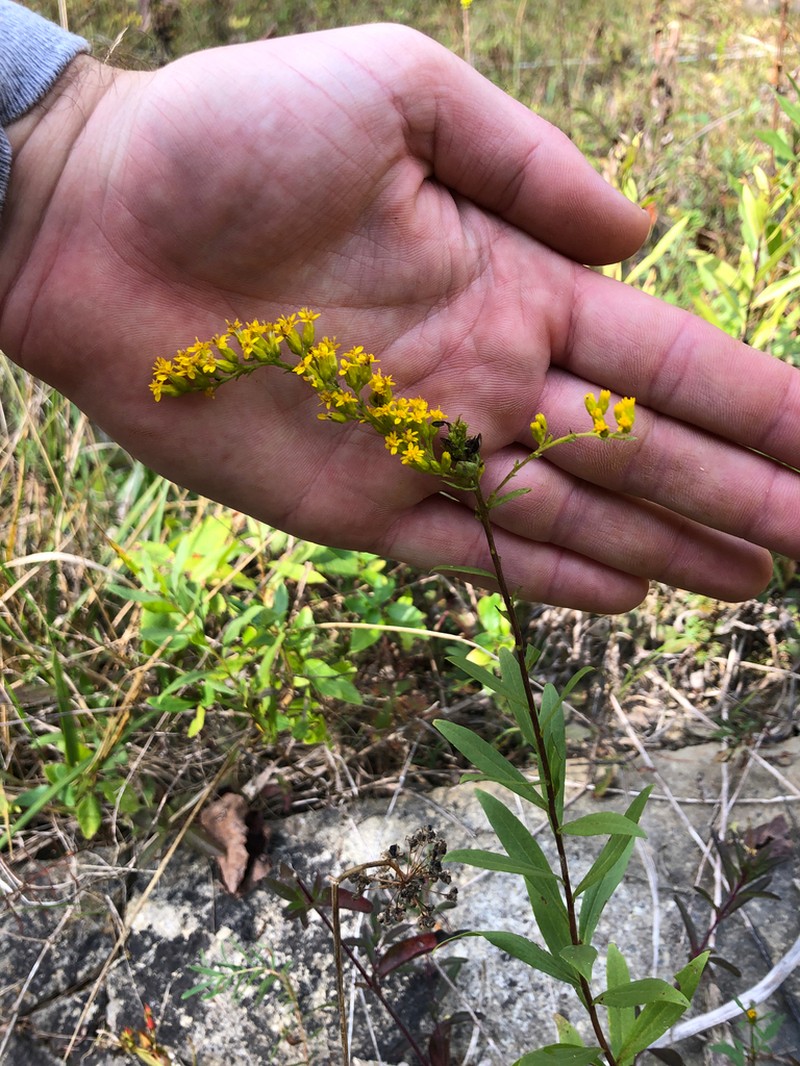 Short's Goldenrod photo 4