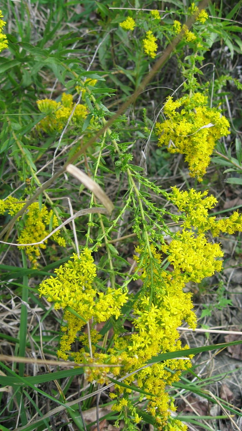 Short's Goldenrod photo 5