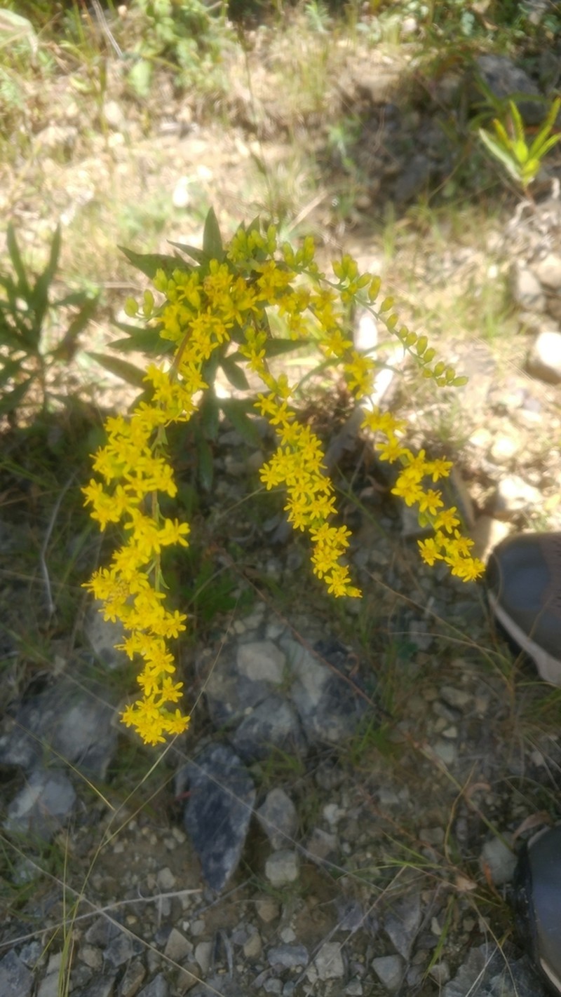 Short's Goldenrod photo 6
