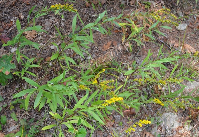 Short's Goldenrod photo 7