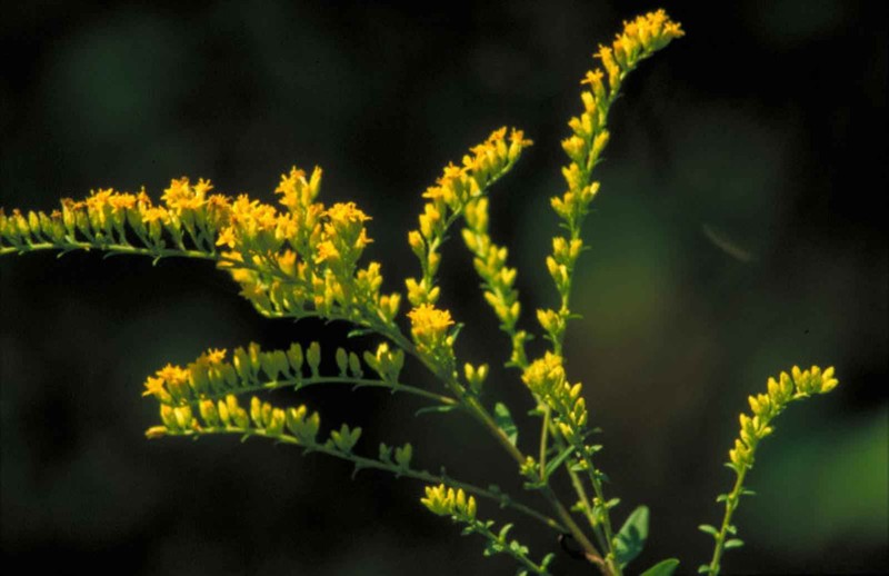 Short's Goldenrod