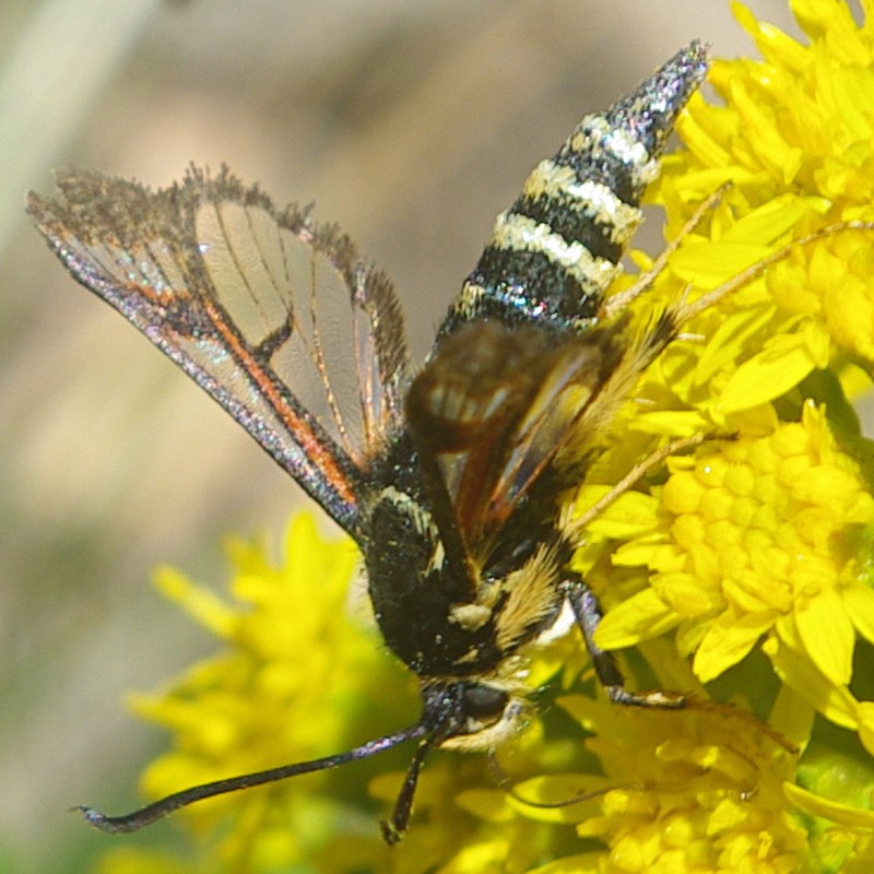 Mt. Albert Goldenrod photo 4