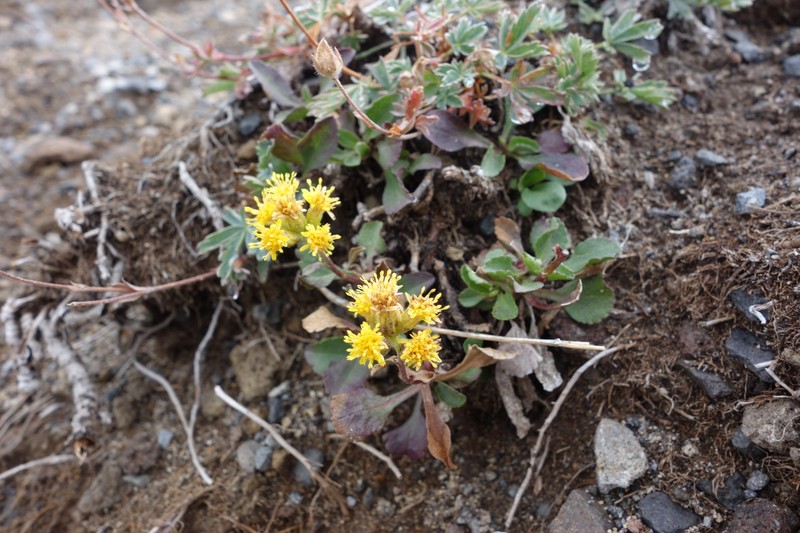 Mt. Albert Goldenrod photo 5