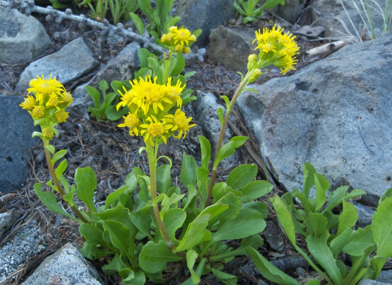 Mt. Albert Goldenrod photo 2