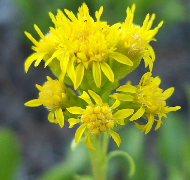 Mt. Albert Goldenrod photo 3