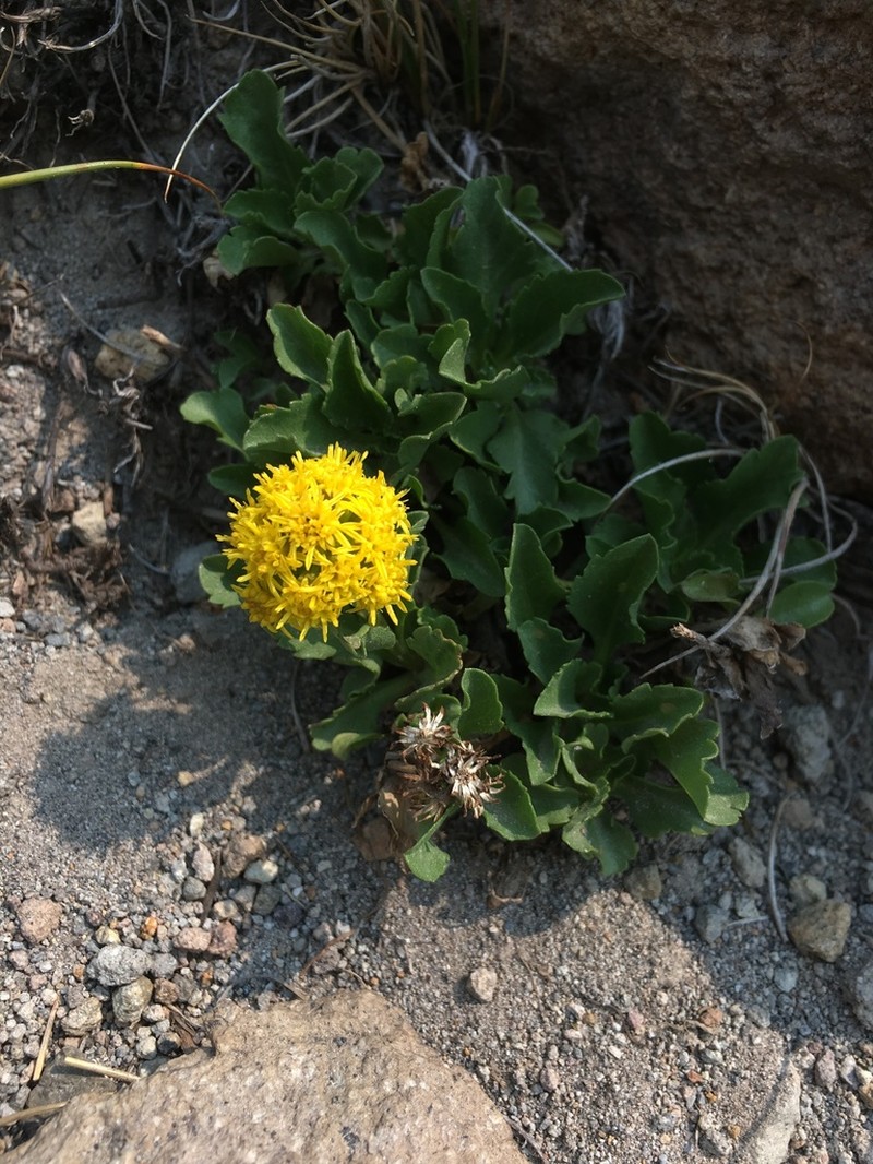 Mt. Albert Goldenrod photo 3