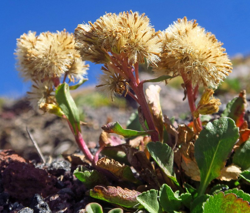 Mt. Albert Goldenrod photo 4