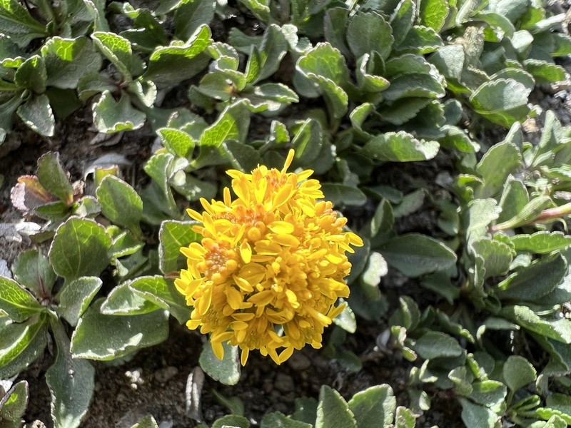 Mt. Albert Goldenrod photo 5