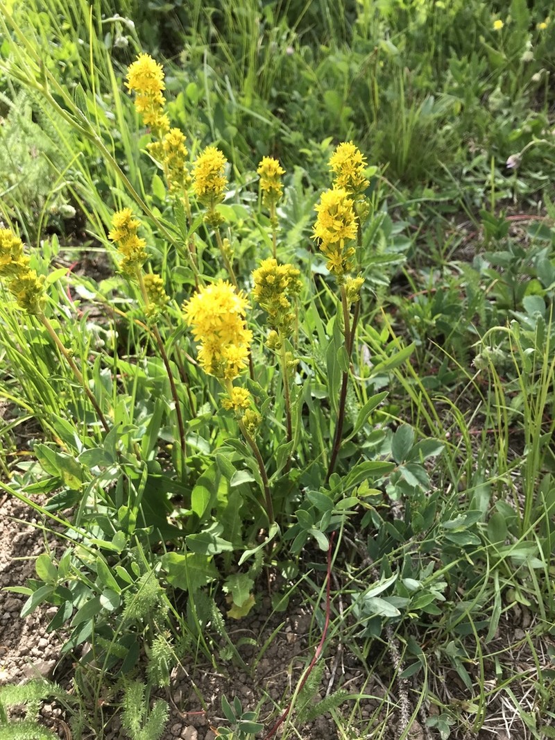 Mt. Albert Goldenrod photo 6