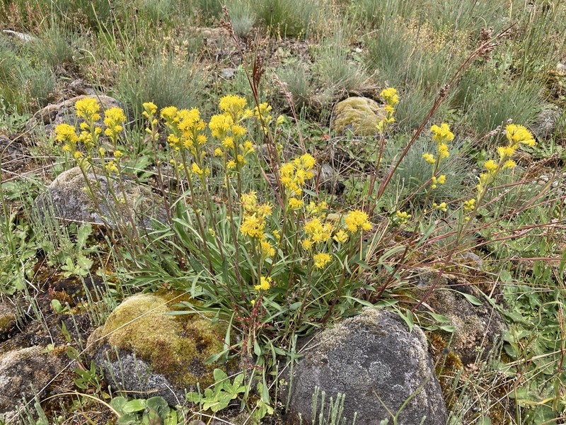 Mt. Albert Goldenrod photo 7