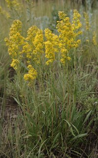 Mt. Albert Goldenrod