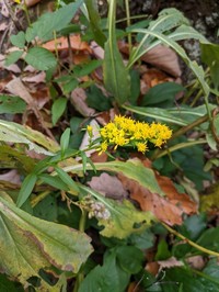 Fall Goldenrod