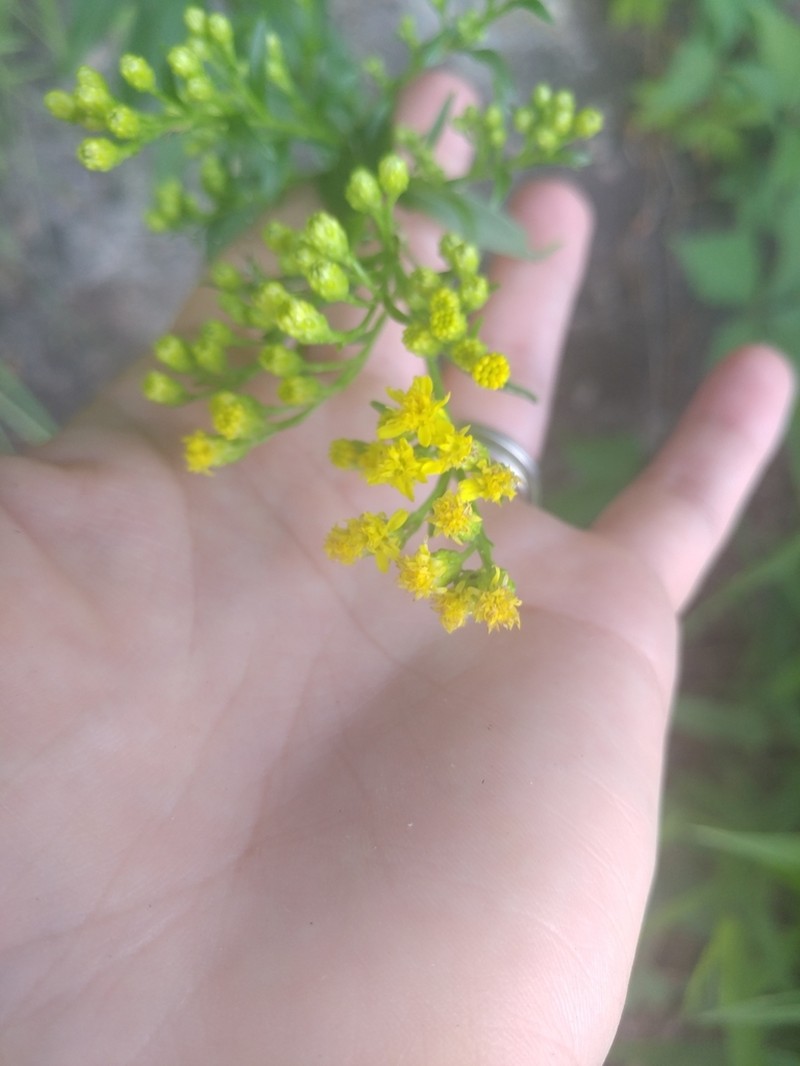 Fall Goldenrod photo 2