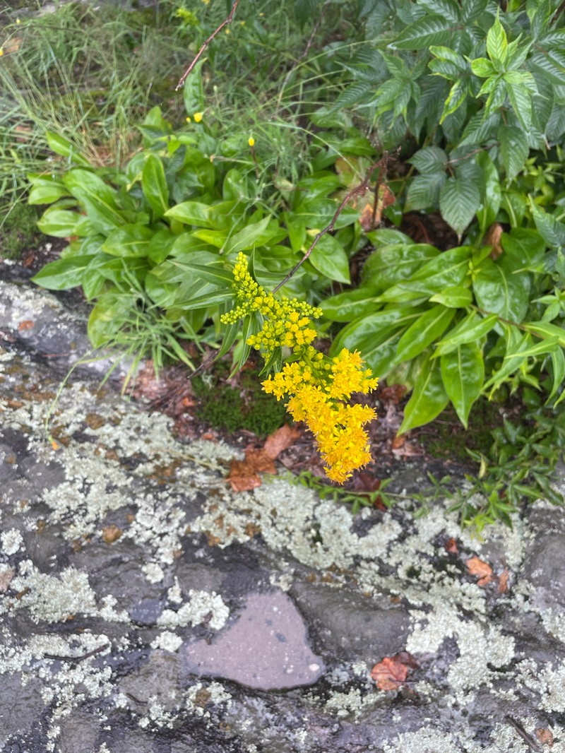 Fall Goldenrod photo 4