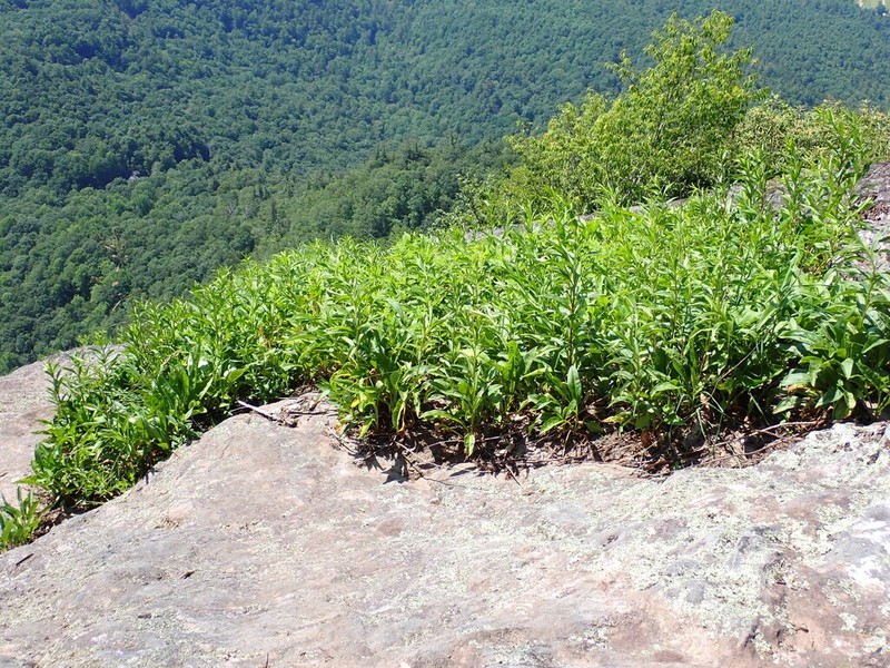Fall Goldenrod photo 5