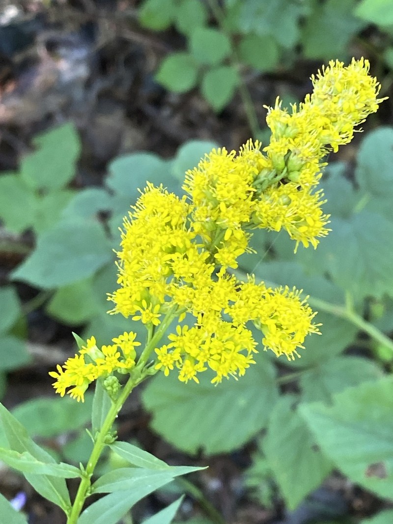 Fall Goldenrod photo 6