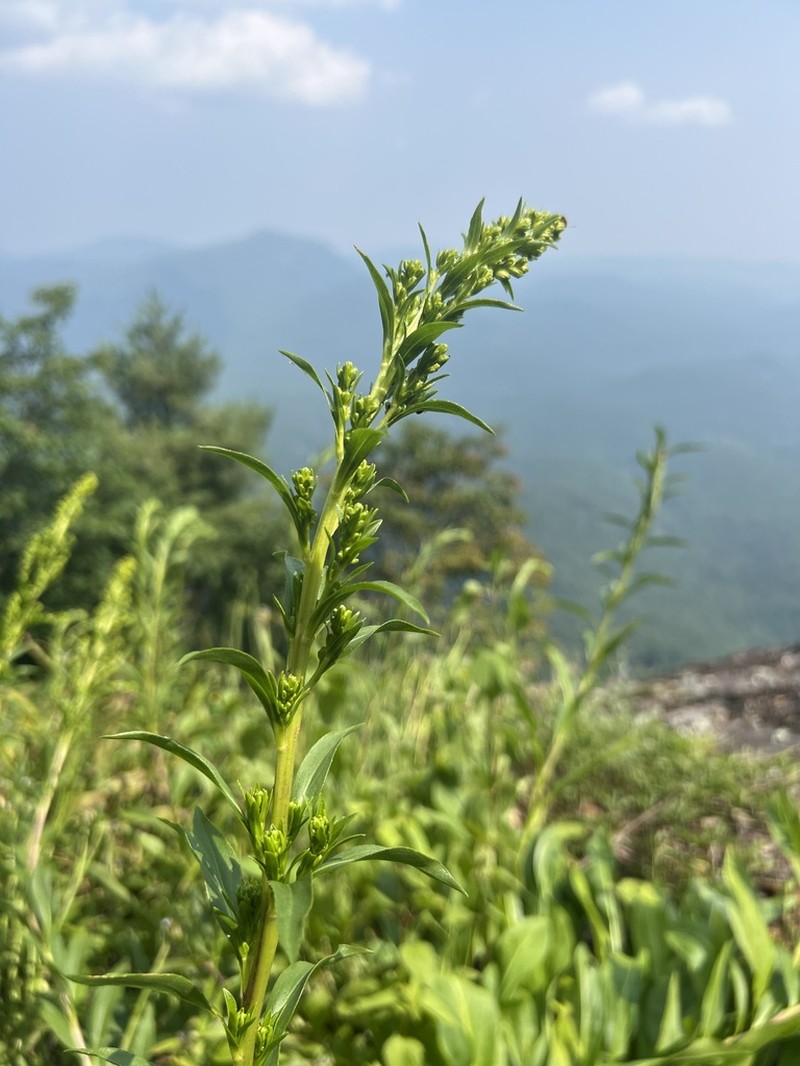 Fall Goldenrod photo 7