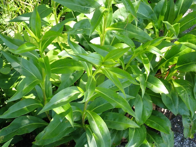 Fall Goldenrod photo 8