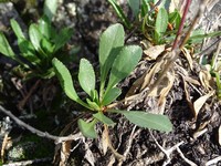 Solidago spathulata