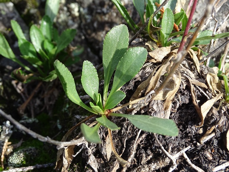 Solidago spathulata