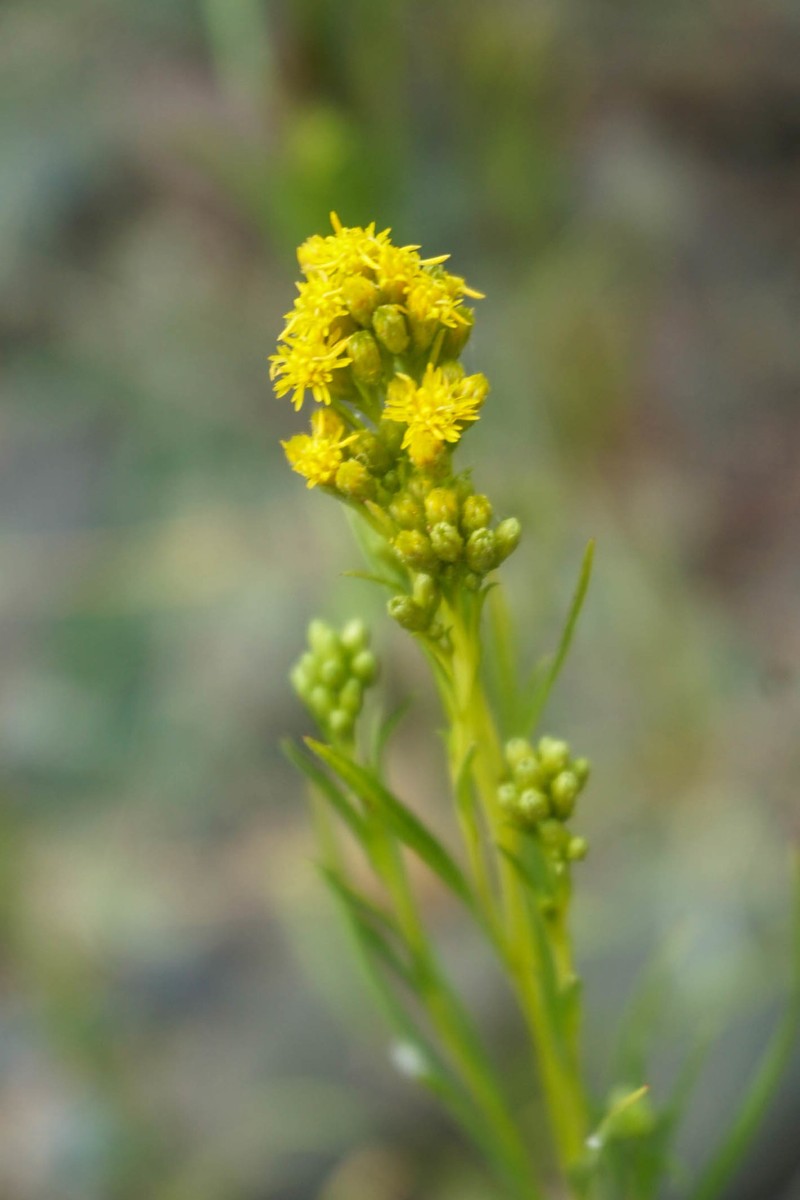 Solidago spathulata photo 2