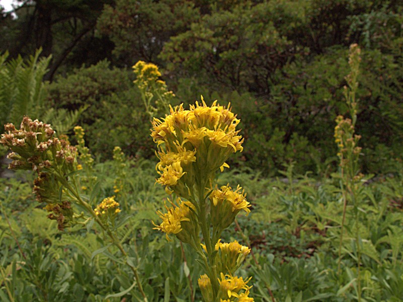 Solidago spathulata photo 3