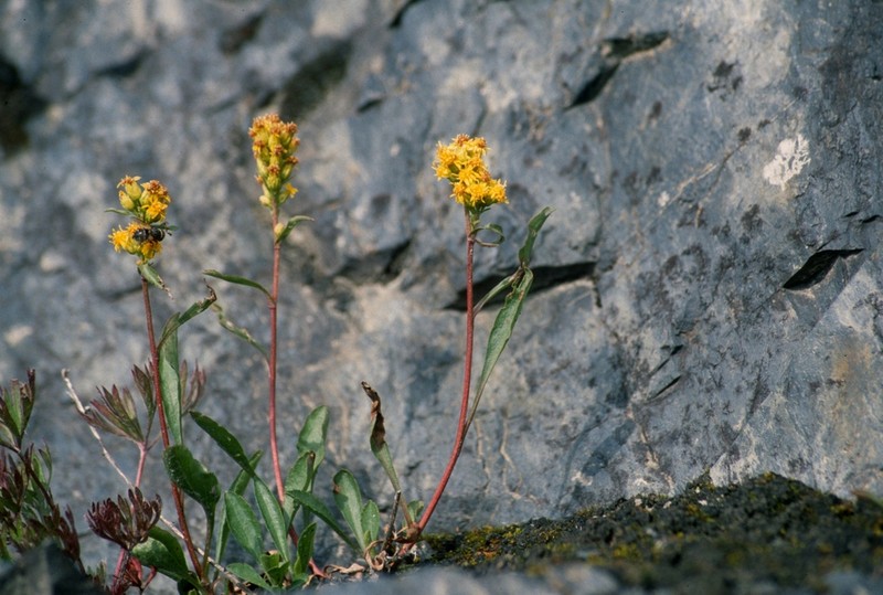 Solidago spathulata photo 4