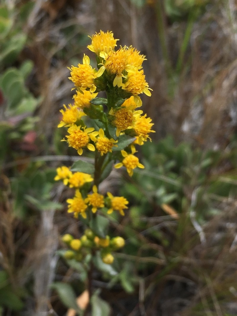 Solidago spathulata photo 5