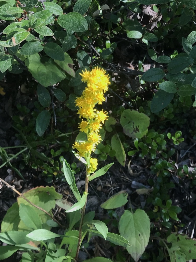 Solidago spathulata photo 6
