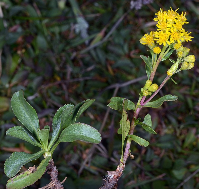 Solidago spathulata photo 7