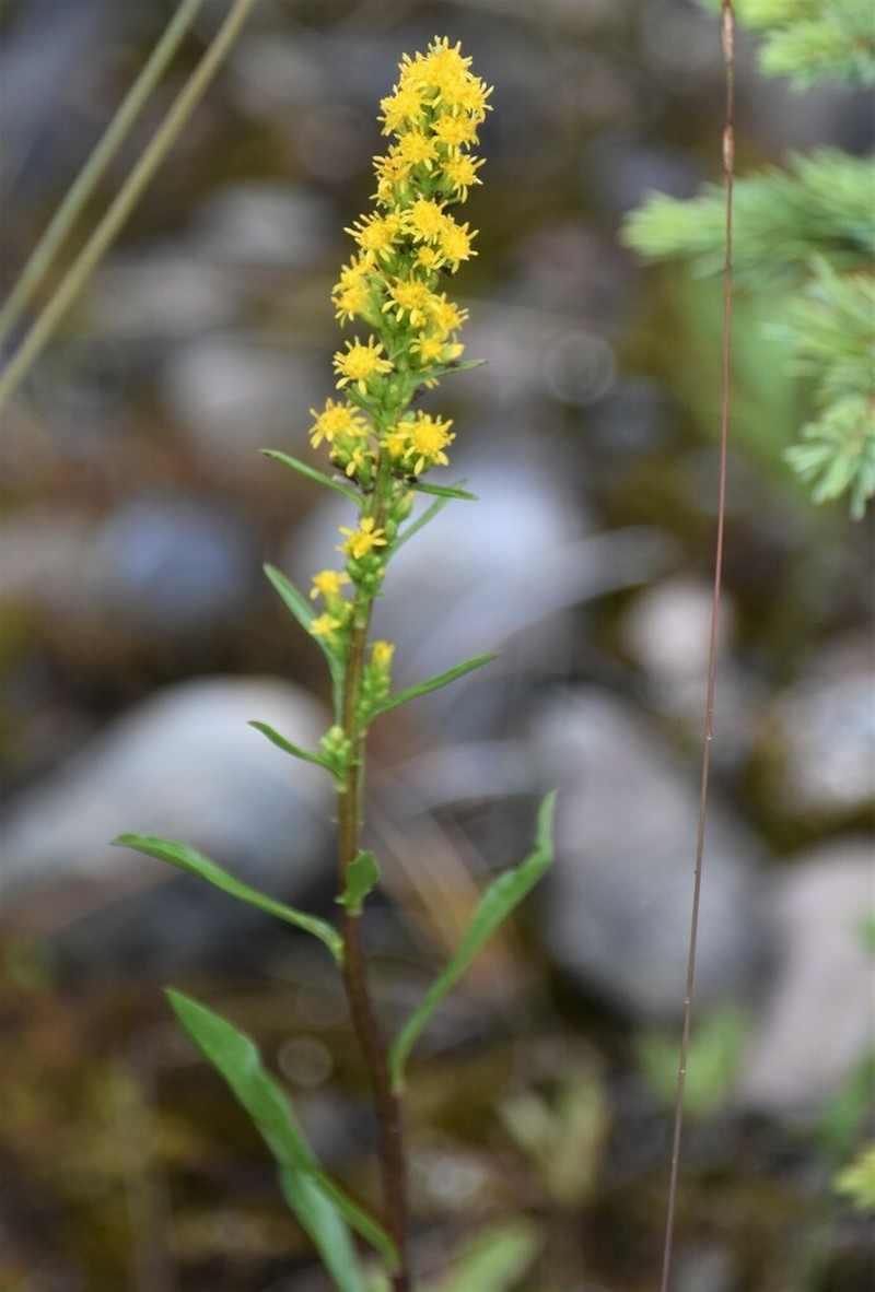 Solidago spathulata photo 8