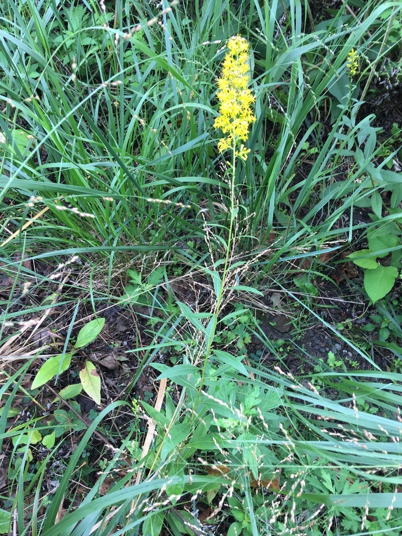 Showy Goldenrod photo 2