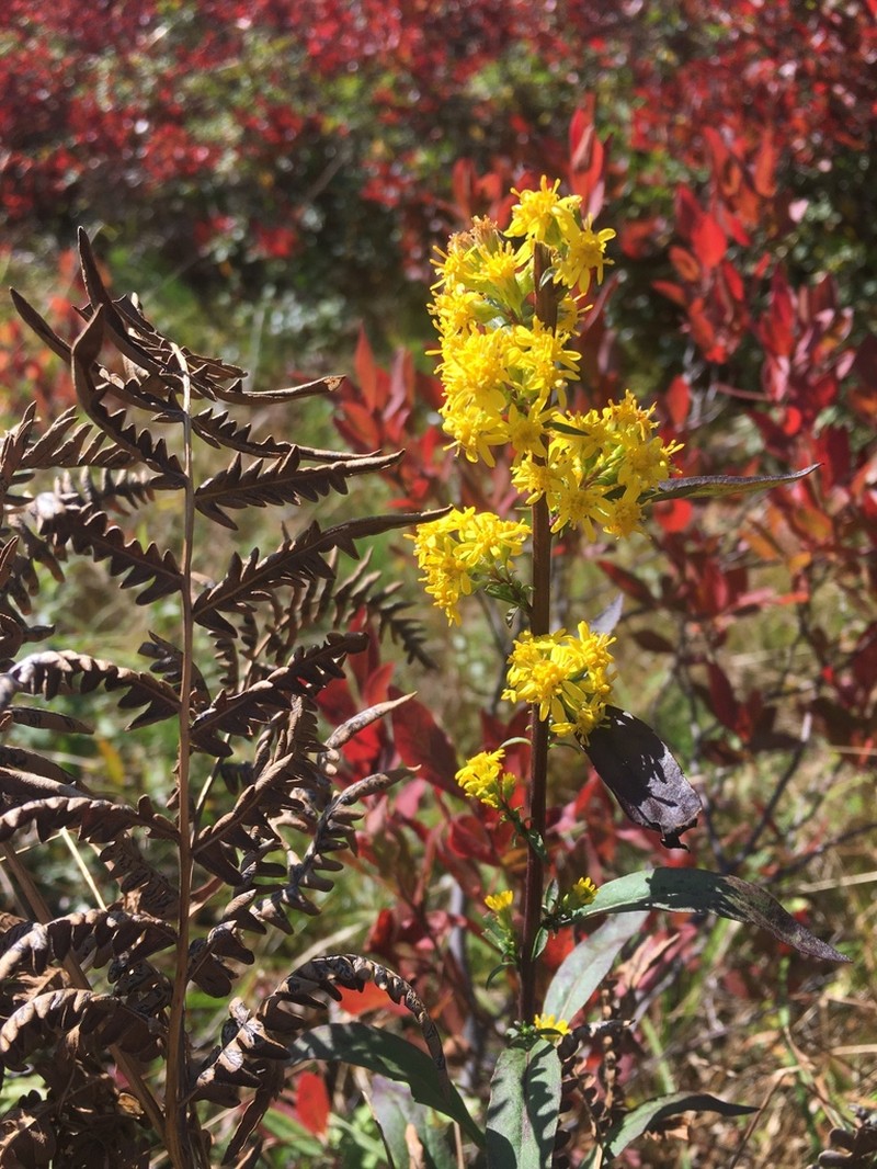 Showy Goldenrod photo 3