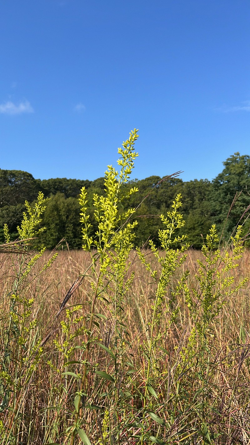 Showy Goldenrod photo 4