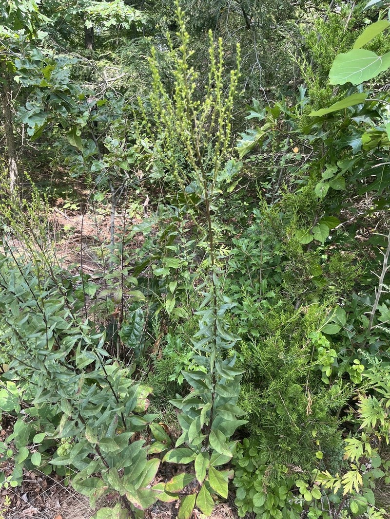 Showy Goldenrod photo 5