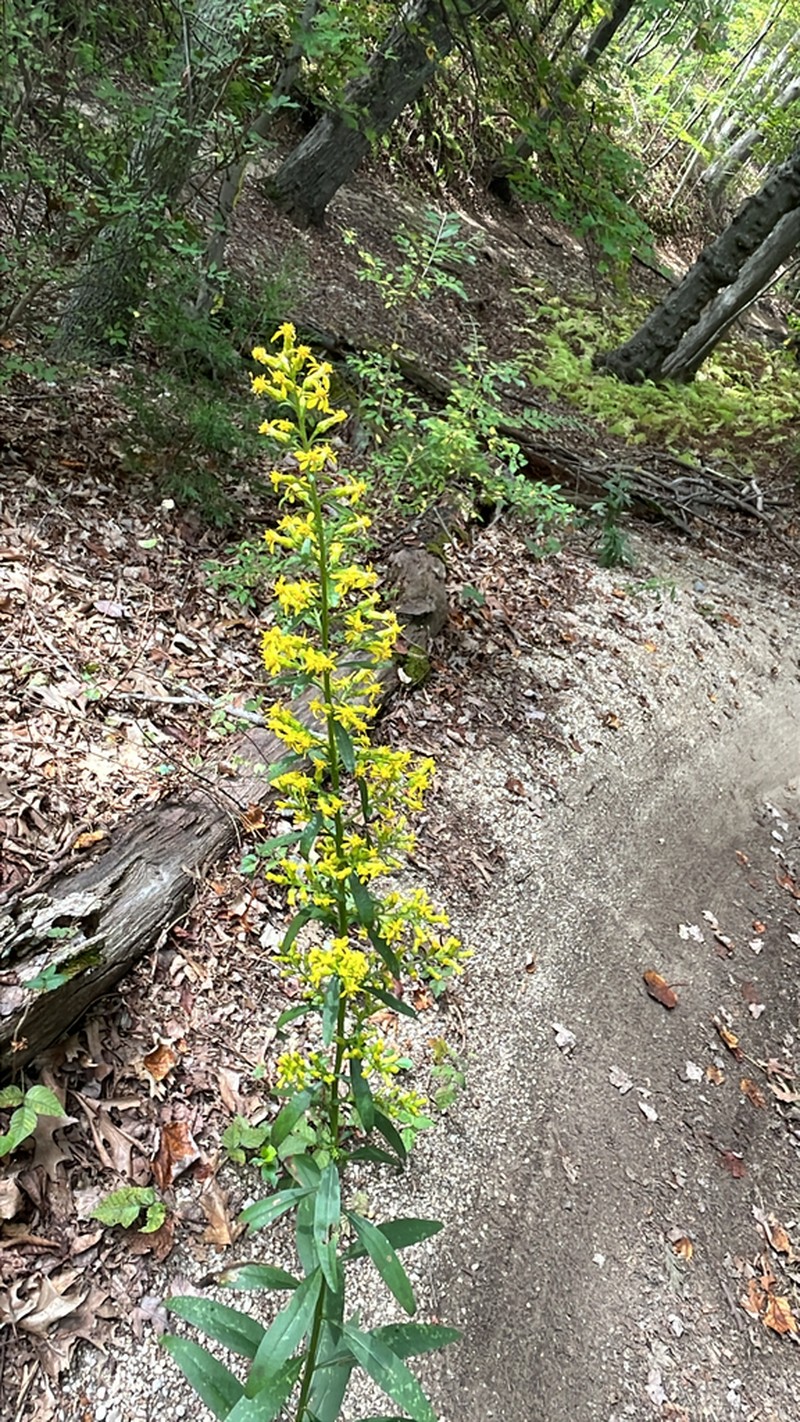 Showy Goldenrod photo 7