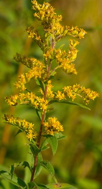 Showy Goldenrod