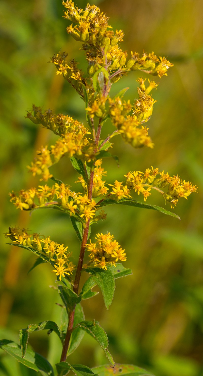 Showy Goldenrod