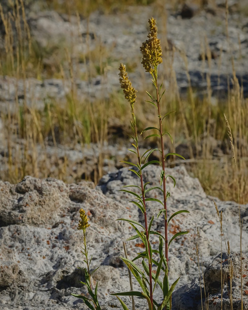 Nevada Goldenrod photo 2