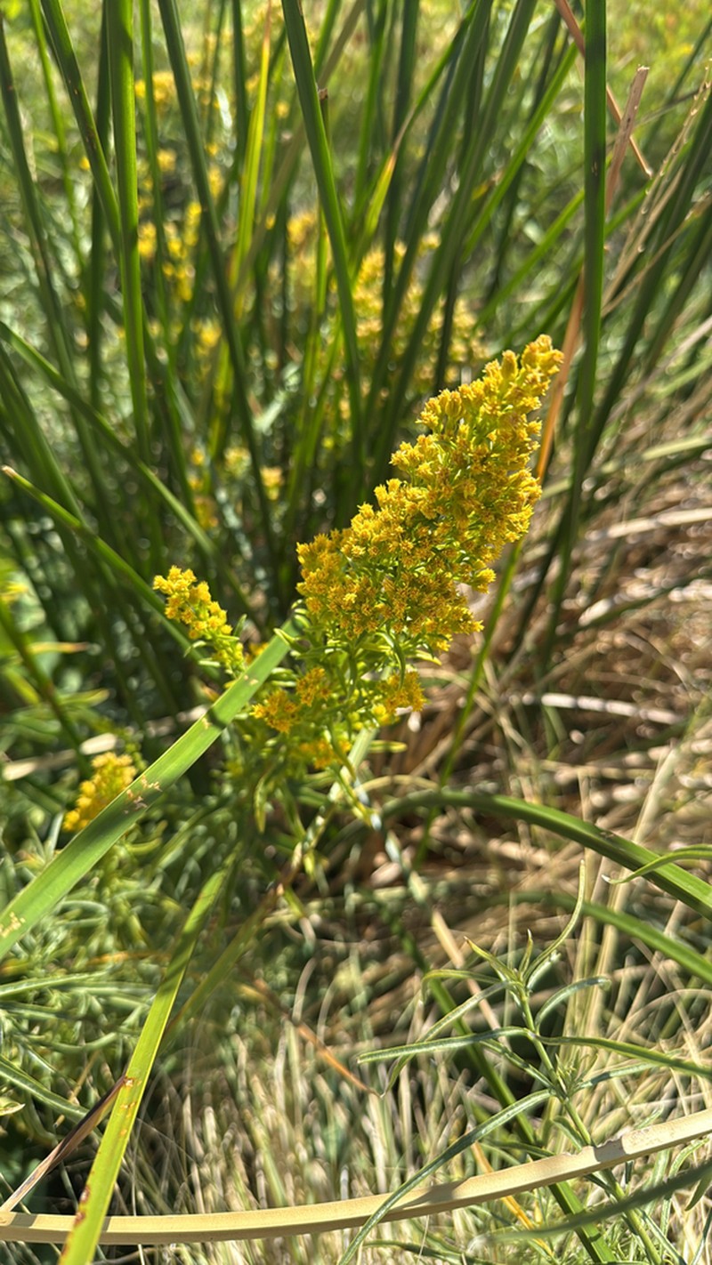 Nevada Goldenrod photo 3