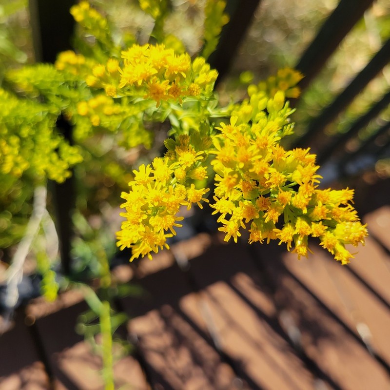 Nevada Goldenrod photo 4