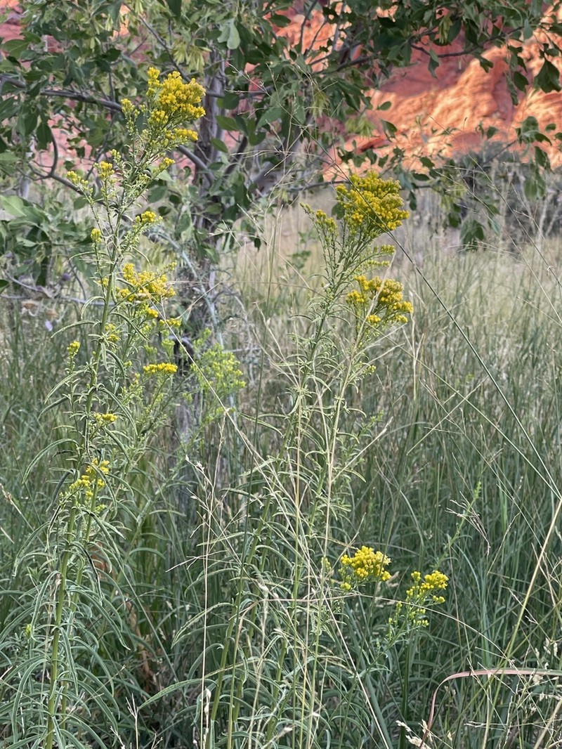 Nevada Goldenrod photo 5